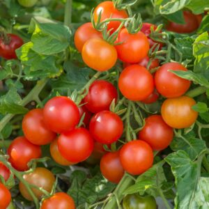 Tomato Cherry Lizzano F1