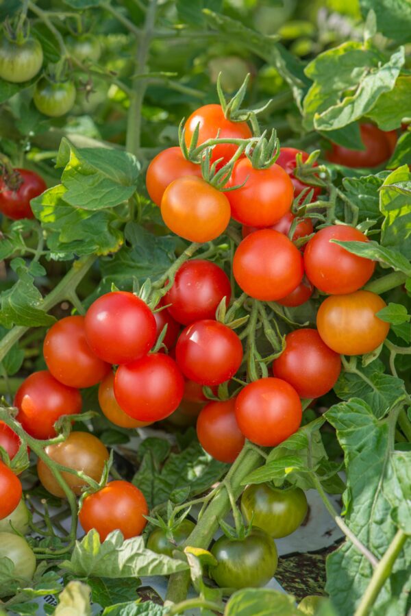 Tomato Cherry Lizzano F1
