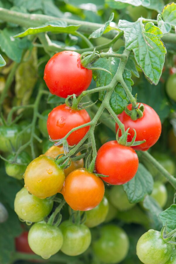 Tomato Cherry Lizzano F1 - Image 4