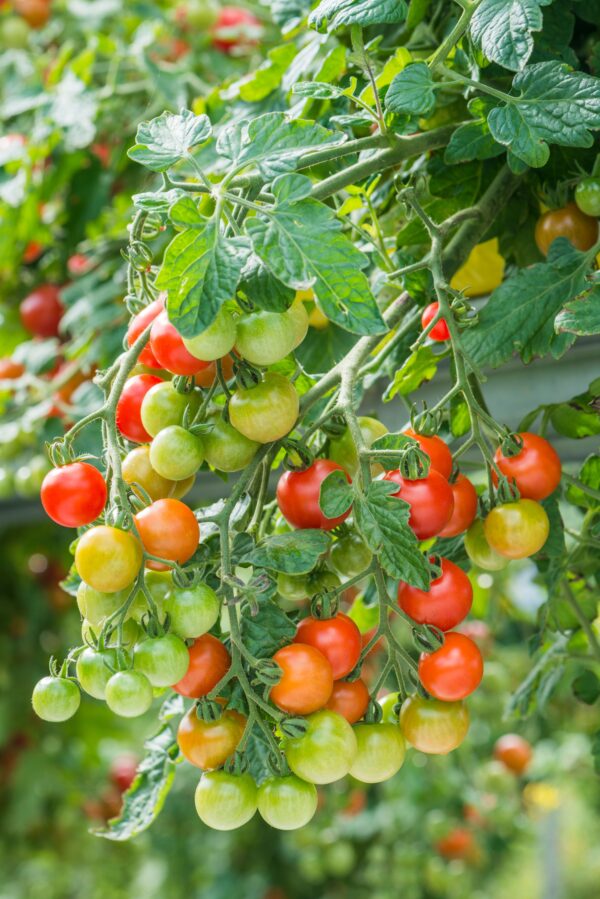 Tomato Cherry Lizzano F1 - Image 3