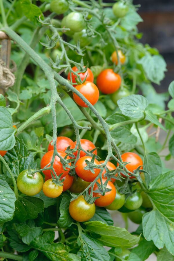 Tomato Cherry Losetto F1 - Image 2