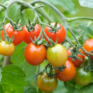 Tomato Cherry Losetto F1