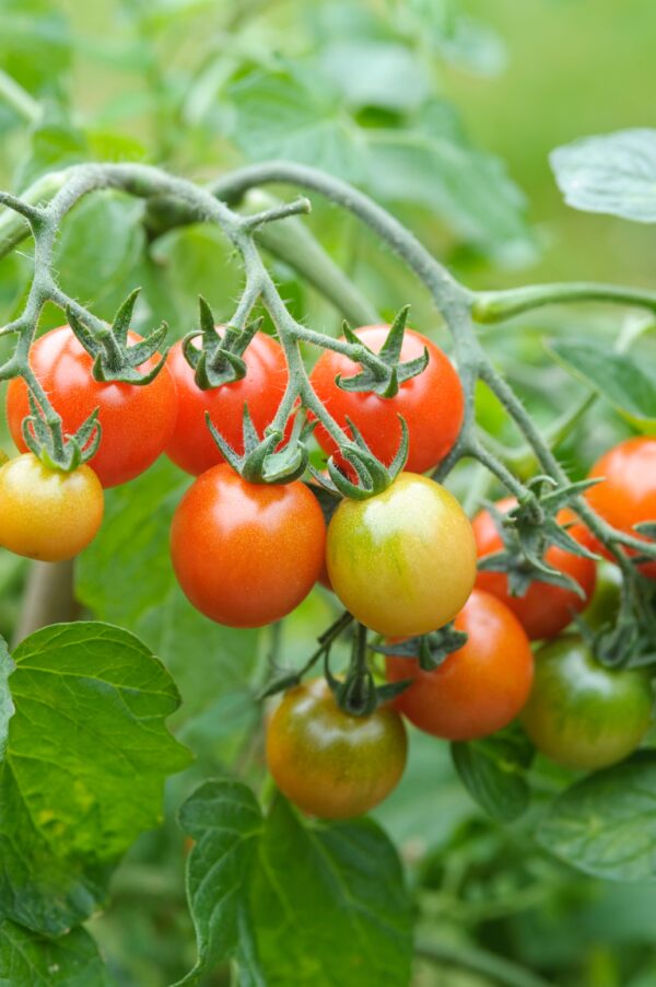 Tomato Cherry Losetto F1