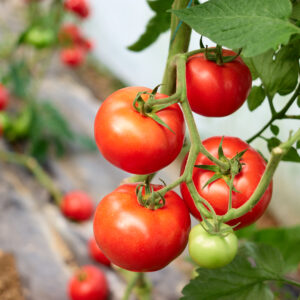 Tomato Marglobe