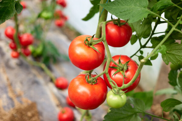 Tomato Marglobe