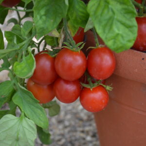 Tomato Maskotka (Trailing)