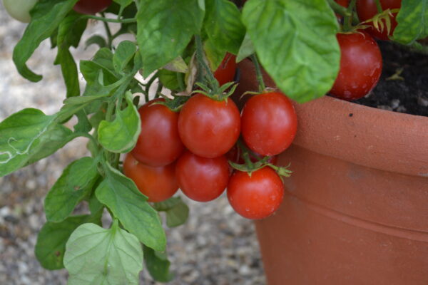 Tomato Maskotka (Trailing)