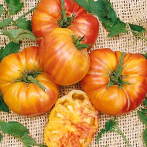 Tomato Old German