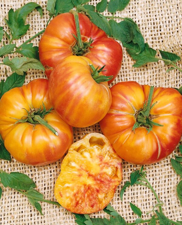 Tomato Old German
