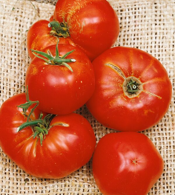 Tomato Omars Lebanese - Image 2