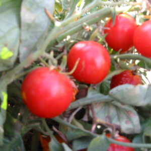 Organic Tomato Riesentraube Cherry