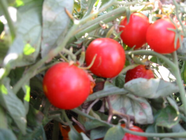 Organic Tomato Riesentraube Cherry
