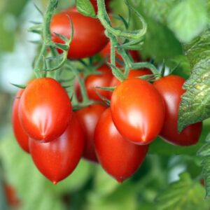 Tomato Roma Vf