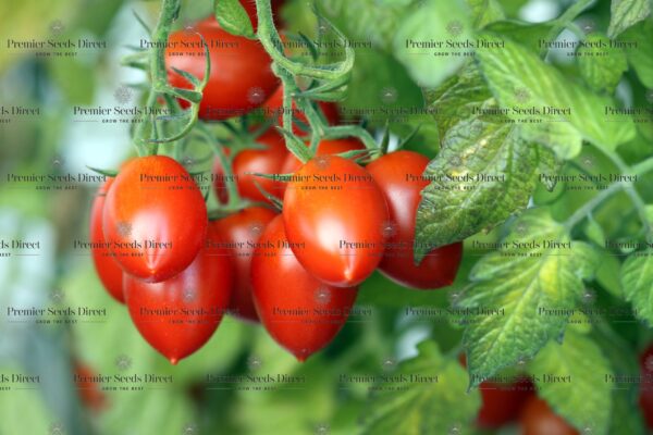 Tomato Roma Vf