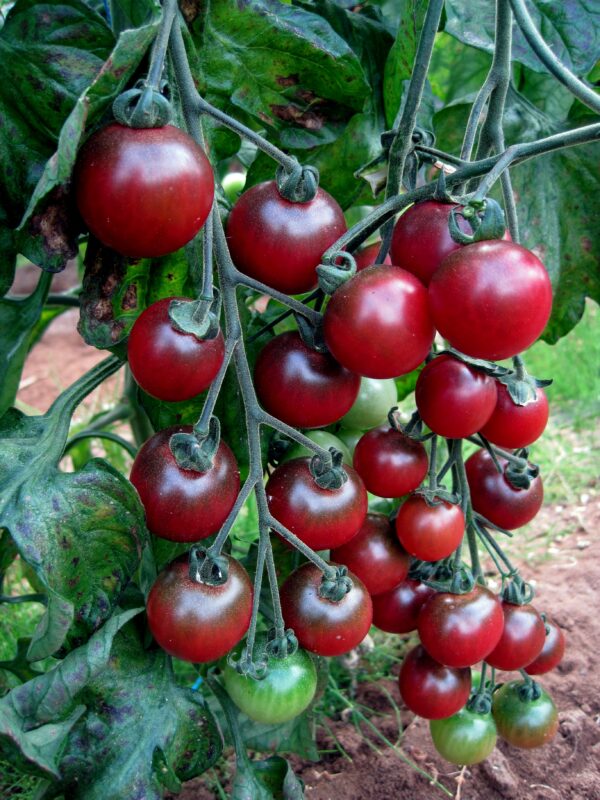 Tomato Cherry Rosella