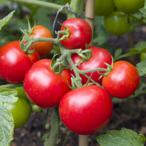 Tomato Shirley F1