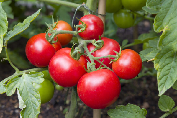 Tomato Shirley F1