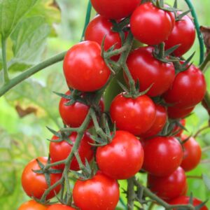 Tomato Cherry Sweet Aperitif