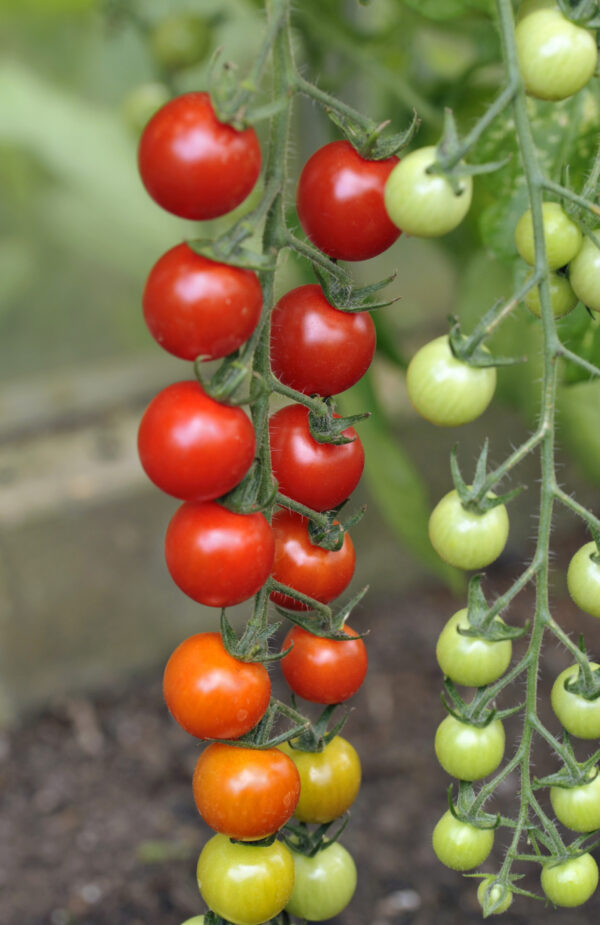 Tomato Cherry Sweet Million F1 - Image 2