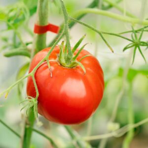 Tomato Heinz 1350 new