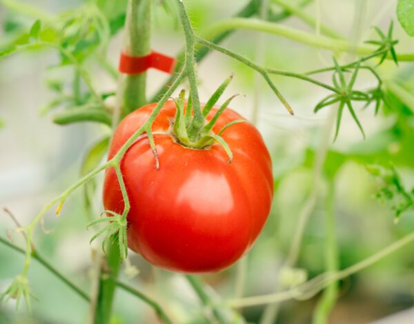 Tomato Heinz 1350 new
