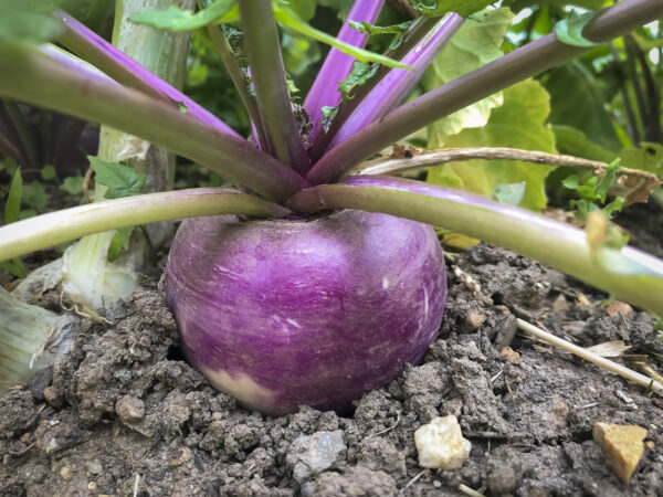 Organic Turnip Purple Top White Globe - Image 3