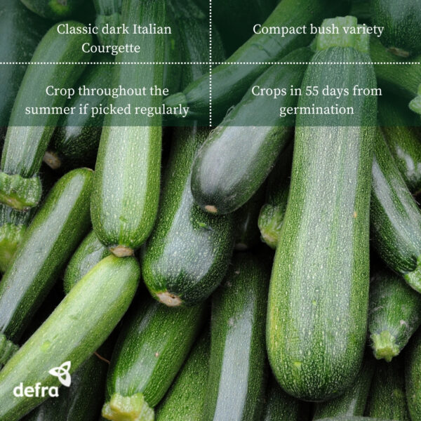 Italian Courgette Verde Di Milano - Image 2