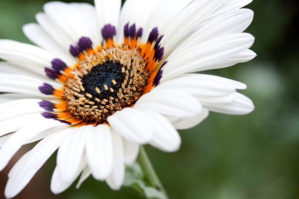 Venidium Cape Daisy Zulu Prince - Image 2