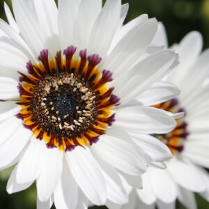 Venidium Cape Daisy Zulu Prince