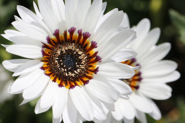 Venidium Cape Daisy Zulu Prince