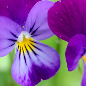 Viola Cornuta Prince Henry