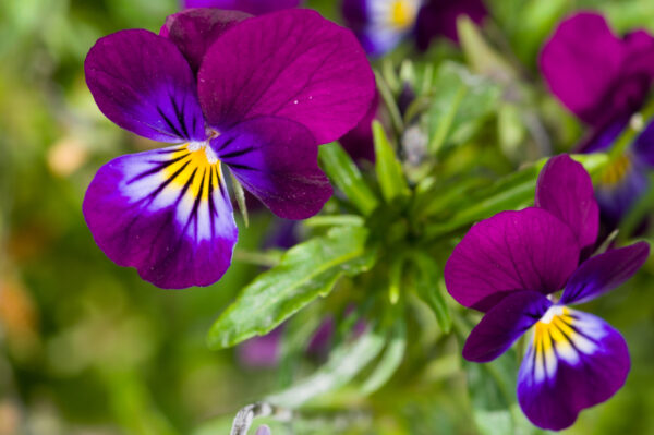 Viola Cornuta Prince Henry - Image 2