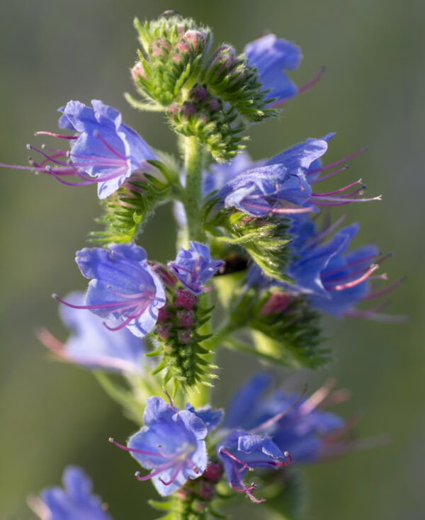 Viper's Bugloss - Image 2