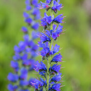Viper's Bugloss