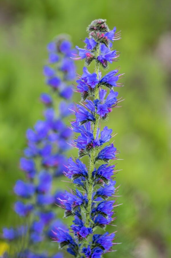 Viper's Bugloss