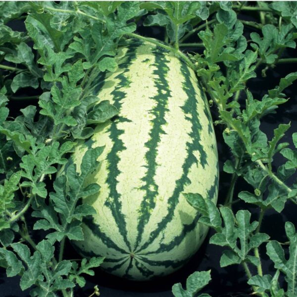 Watermelon Striped Klondike Blue Ribbon - Image 2