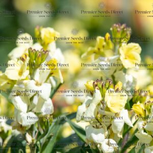 Wallflower English Ivory White