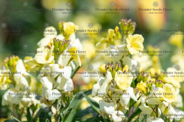 Wallflower English Ivory White