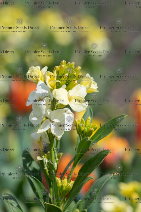 Wallflower English Ivory White - Image 3