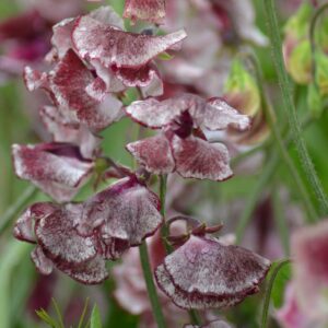 Sweet Pea Spencer Wiltshire Ripple