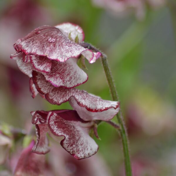 Sweet Pea Spencer Wiltshire Ripple - Image 2