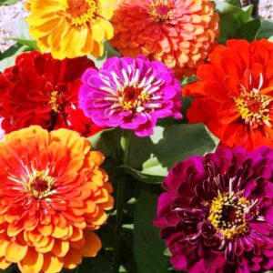 Zinnia California Giant Mix