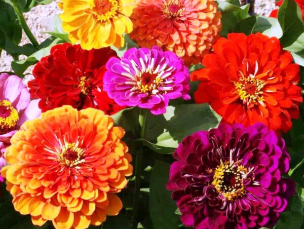 Zinnia California Giant Mix