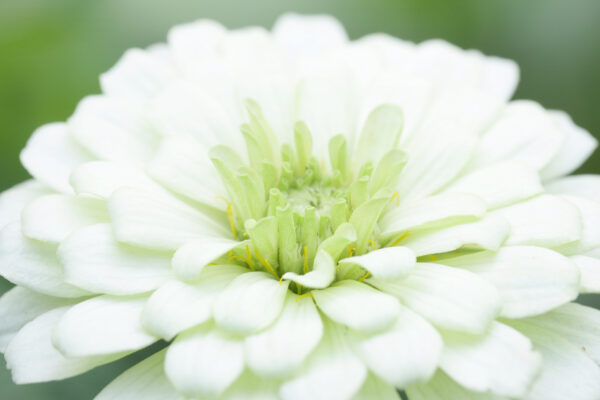 Zinnia Giant Polar Bear - Image 2
