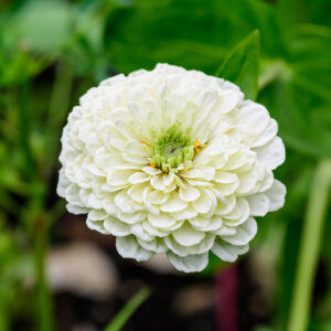 Zinnia Giant Polar Bear