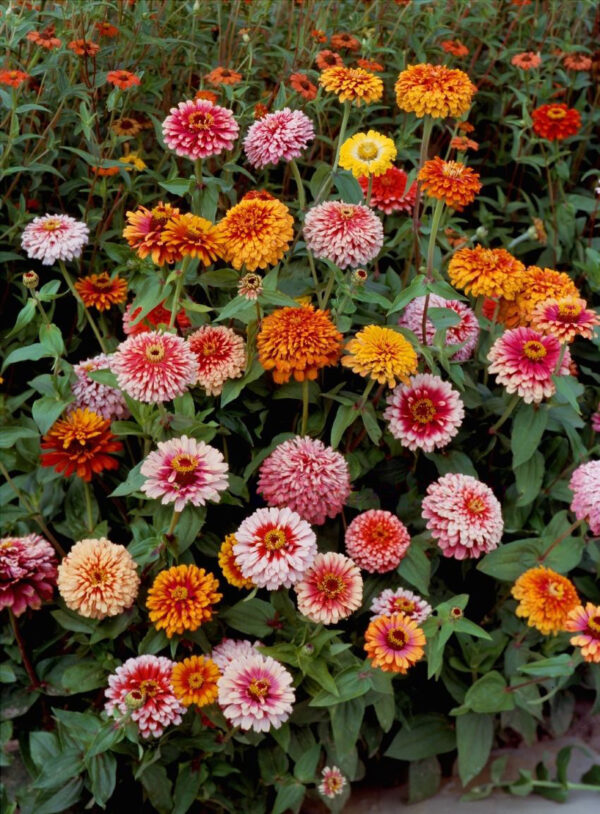 Zinnia Whirlygig Mix - Image 3