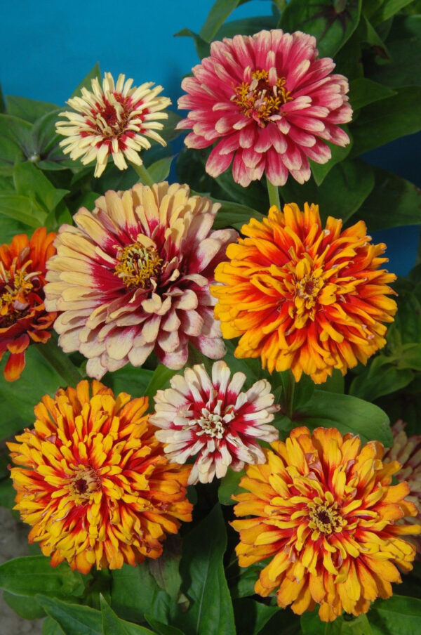 Zinnia Whirlygig Mix - Image 2
