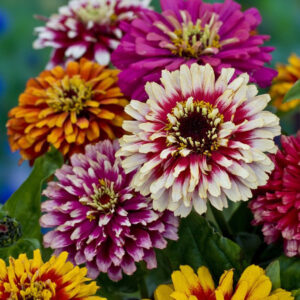 Zinnia Whirlygig Mix
