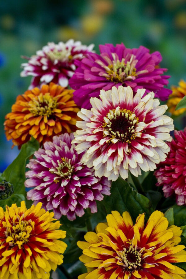Zinnia Whirlygig Mix