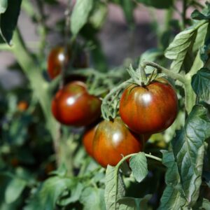Tomato Cherry Brown Berry